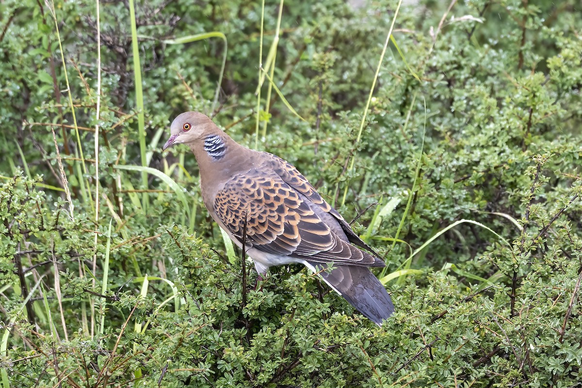 Oriental Turtle-Dove - ML608885131