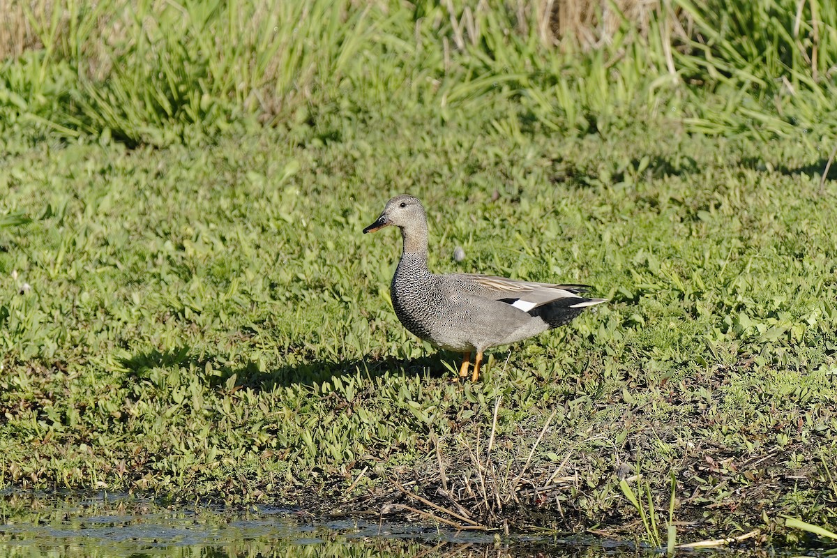 Gadwall - ML608885203