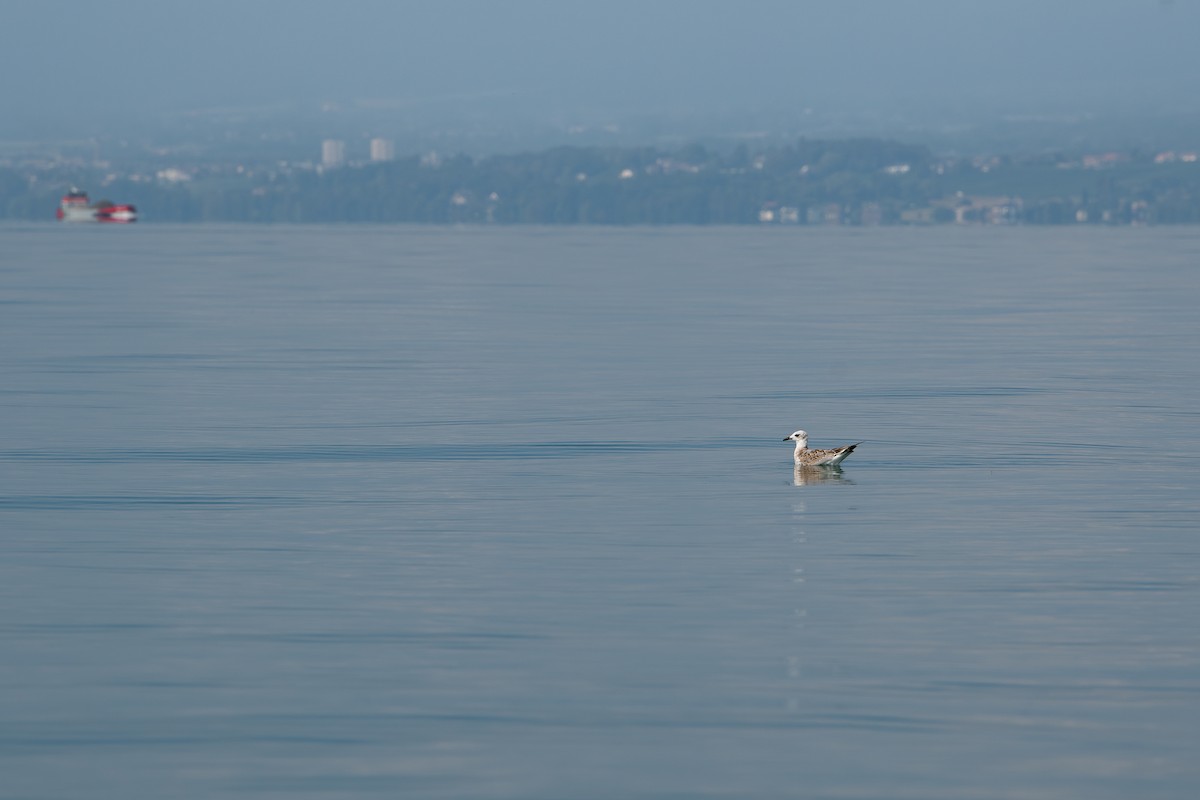 Mediterranean Gull - ML608885252