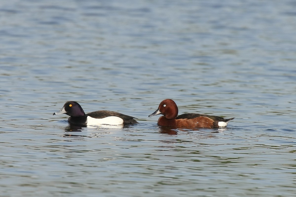 Ferruginous Duck - ML608885274