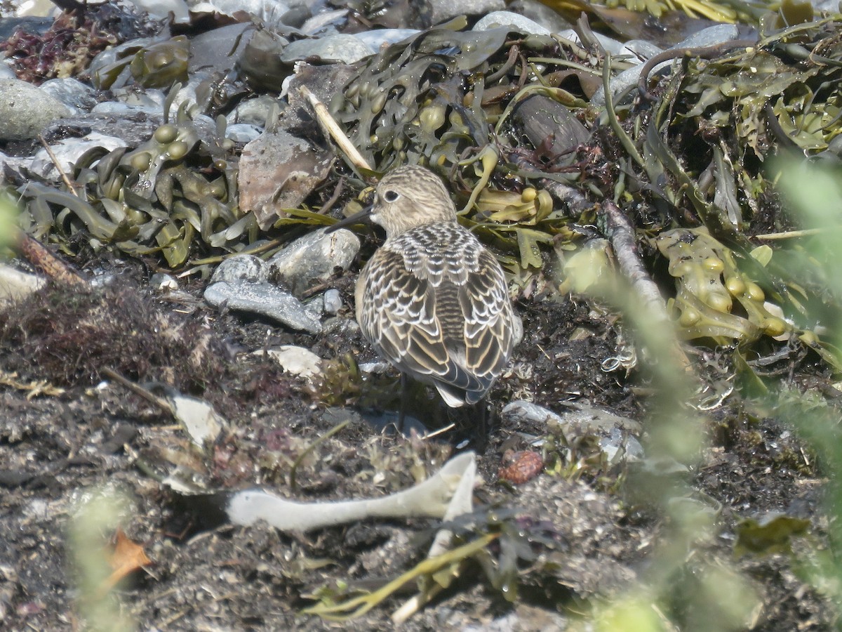 gulbrystsnipe - ML608885291