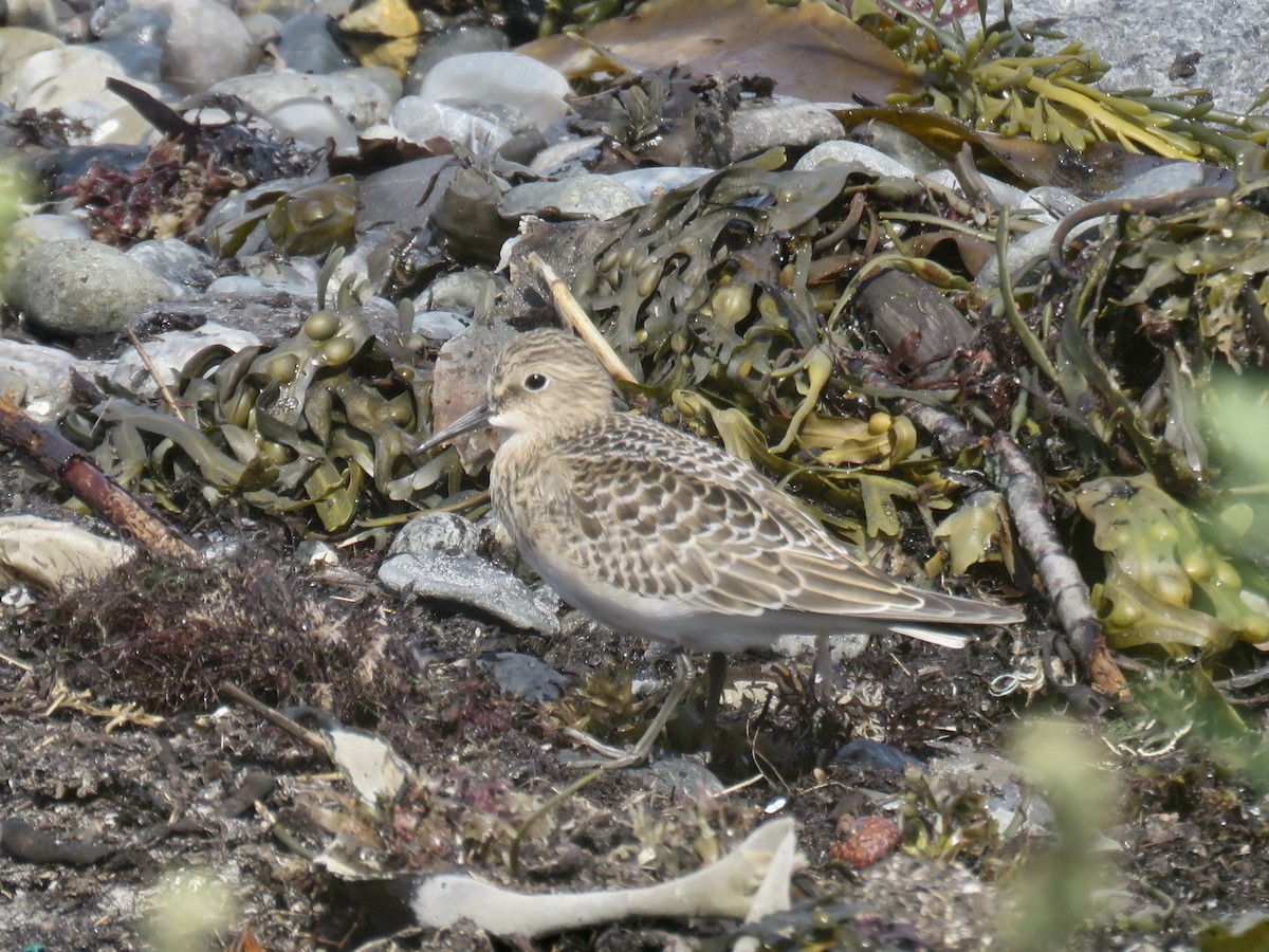 gulbrystsnipe - ML608885293