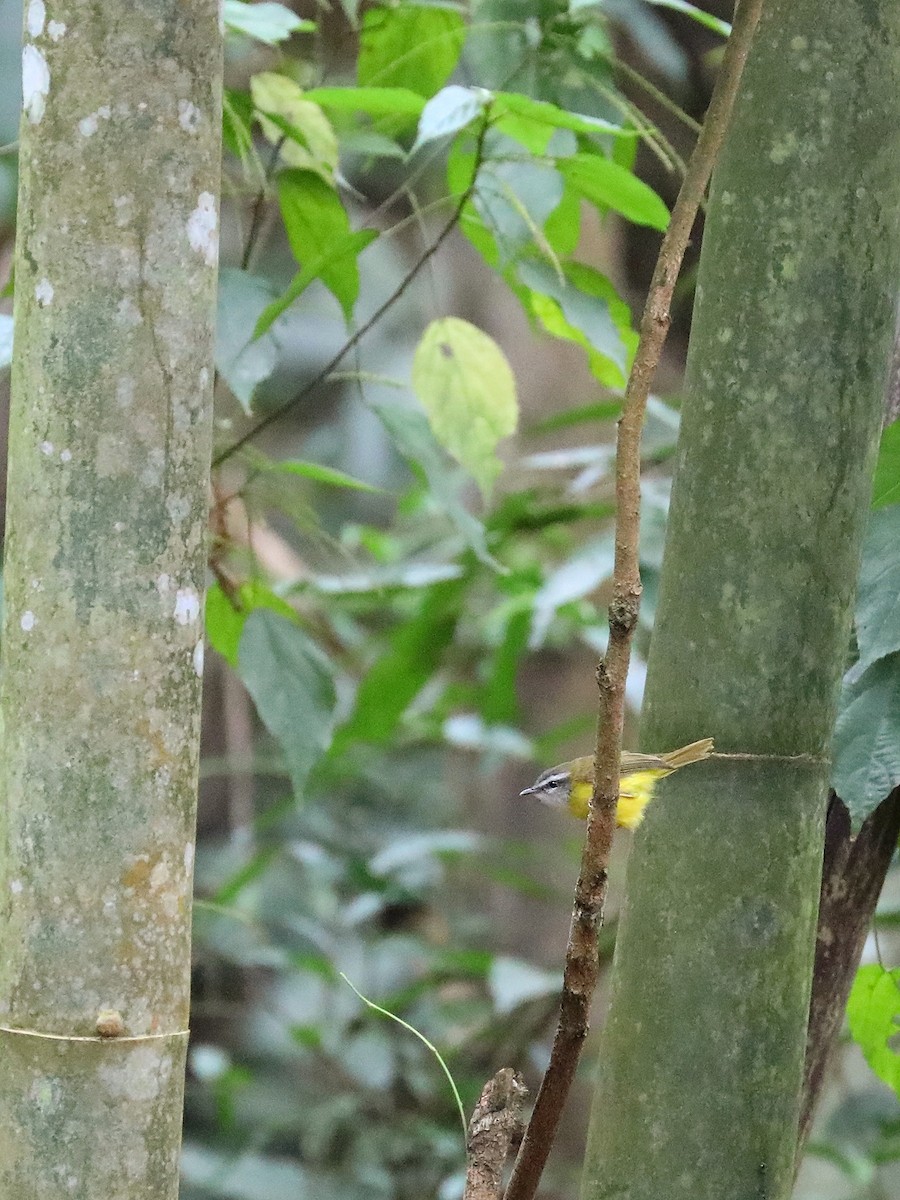 Yellow-bellied Warbler - ML608885349