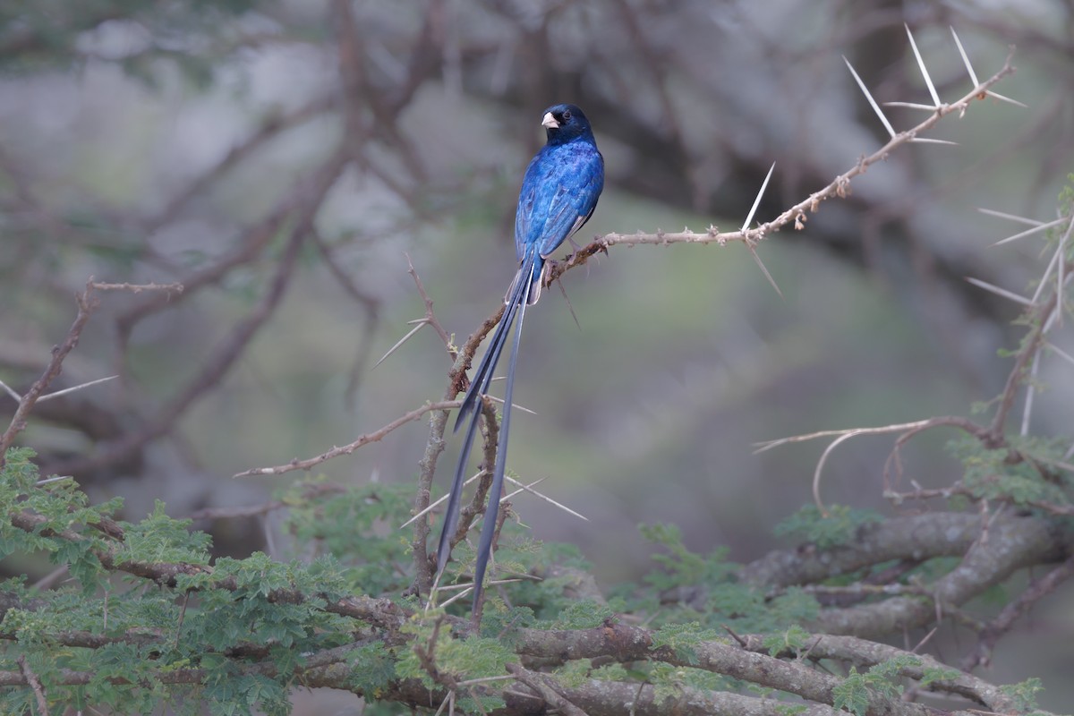 Steel-blue Whydah - ML608885361
