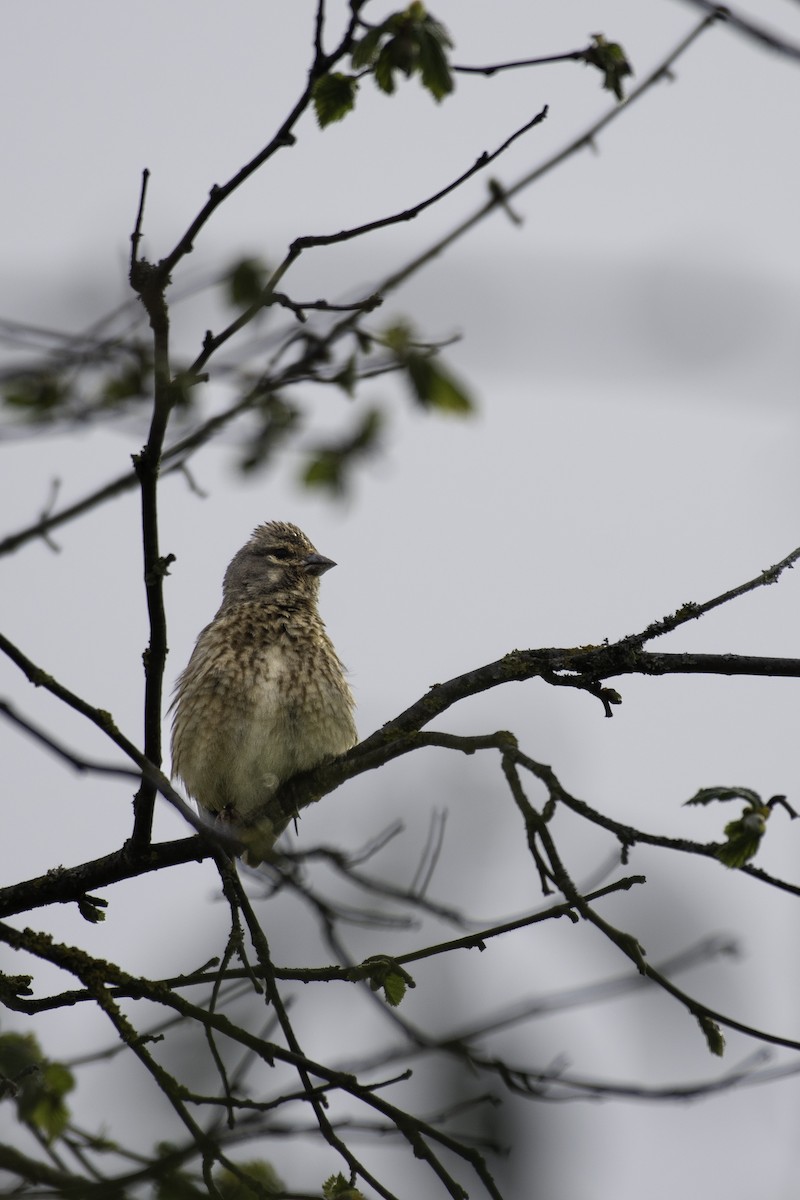 Eurasian Linnet - ML608885407