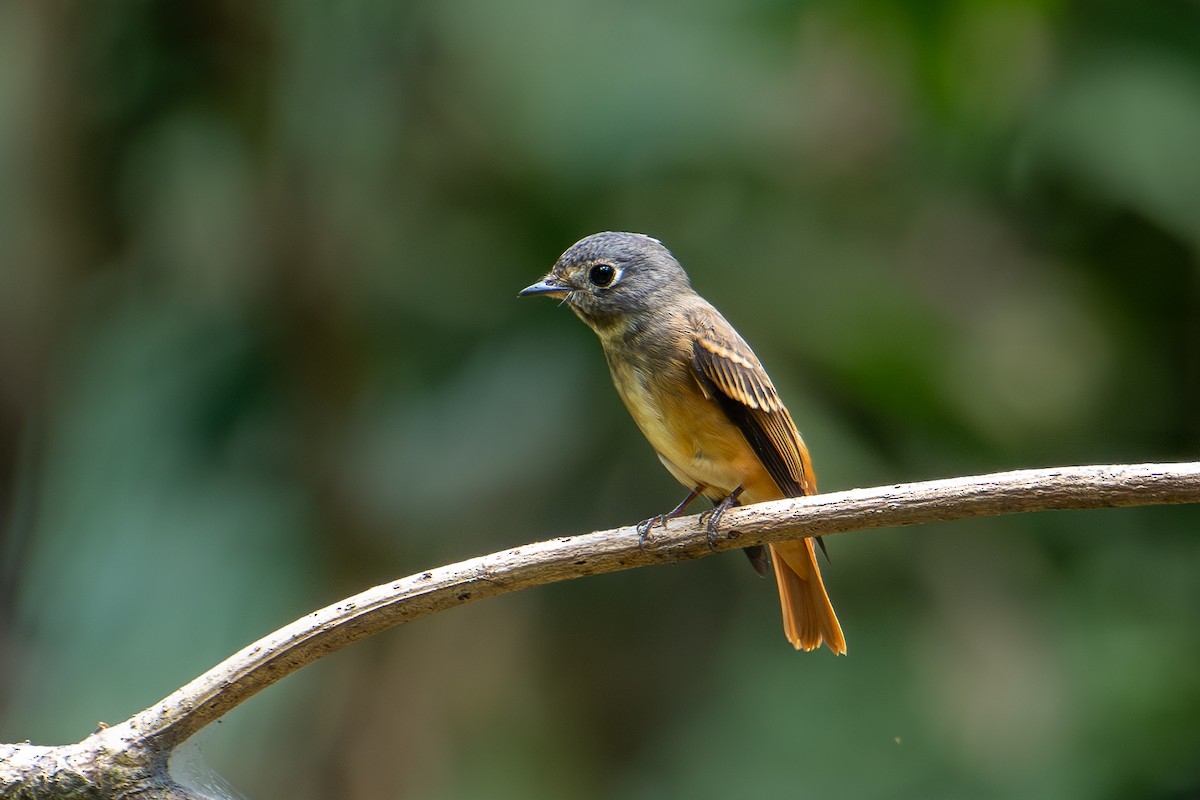 Ferruginous Flycatcher - ML608885531