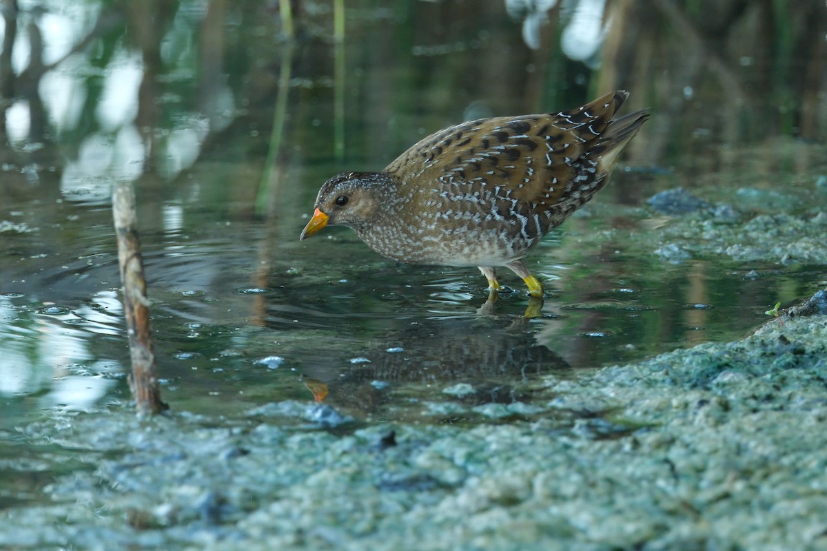 Spotted Crake - ML608885579