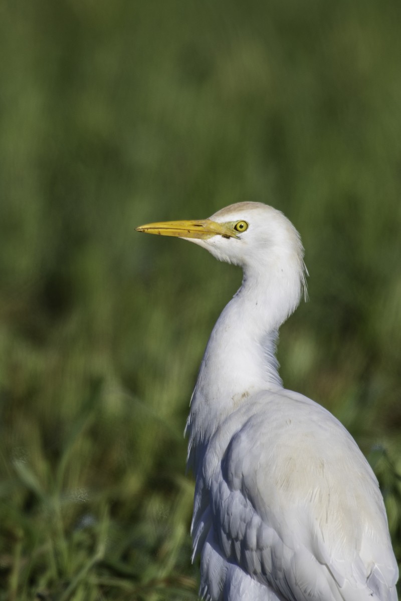 Western Cattle Egret - ML608885699