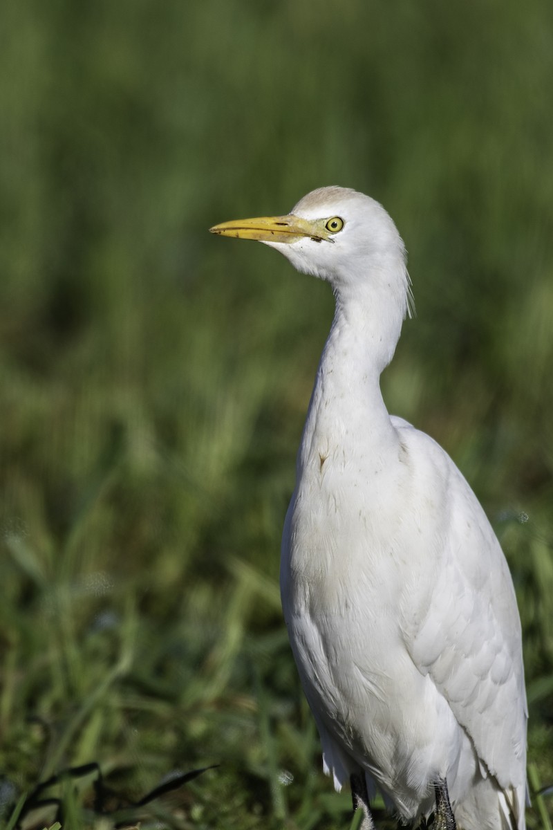 Western Cattle Egret - ML608885700