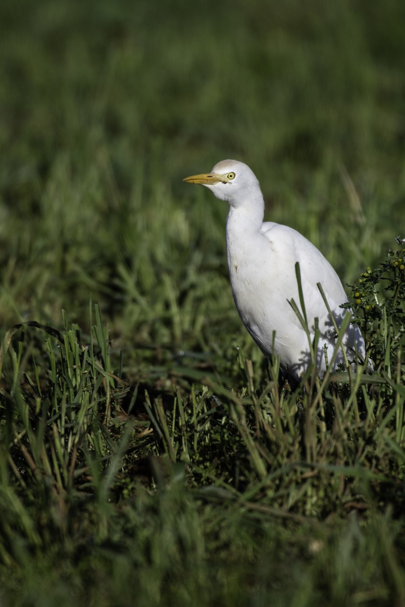 Western Cattle Egret - ML608885701