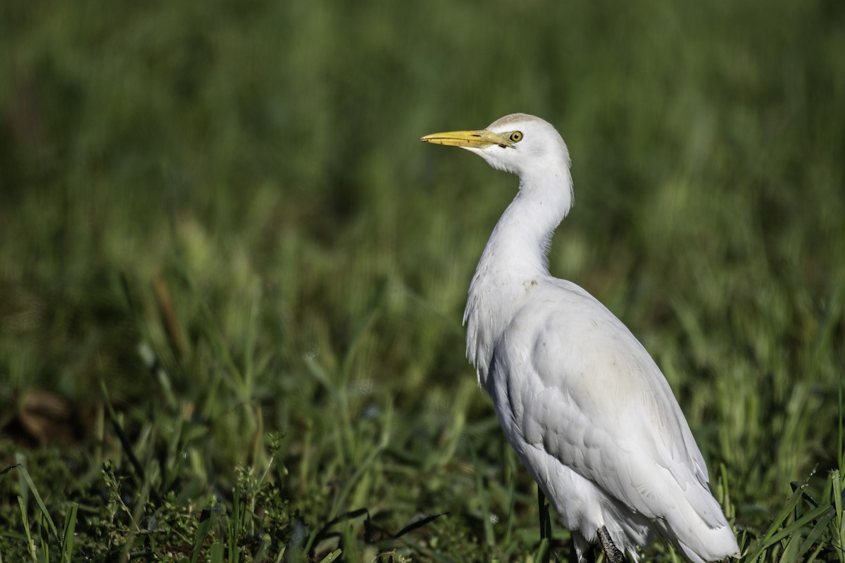 Western Cattle Egret - ML608885703