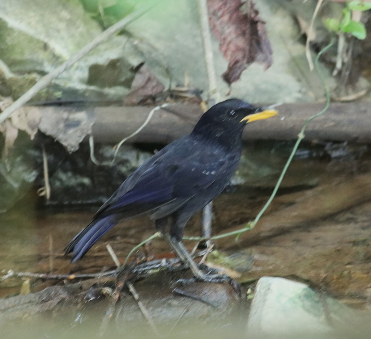 Blue Whistling-Thrush - ML608885887