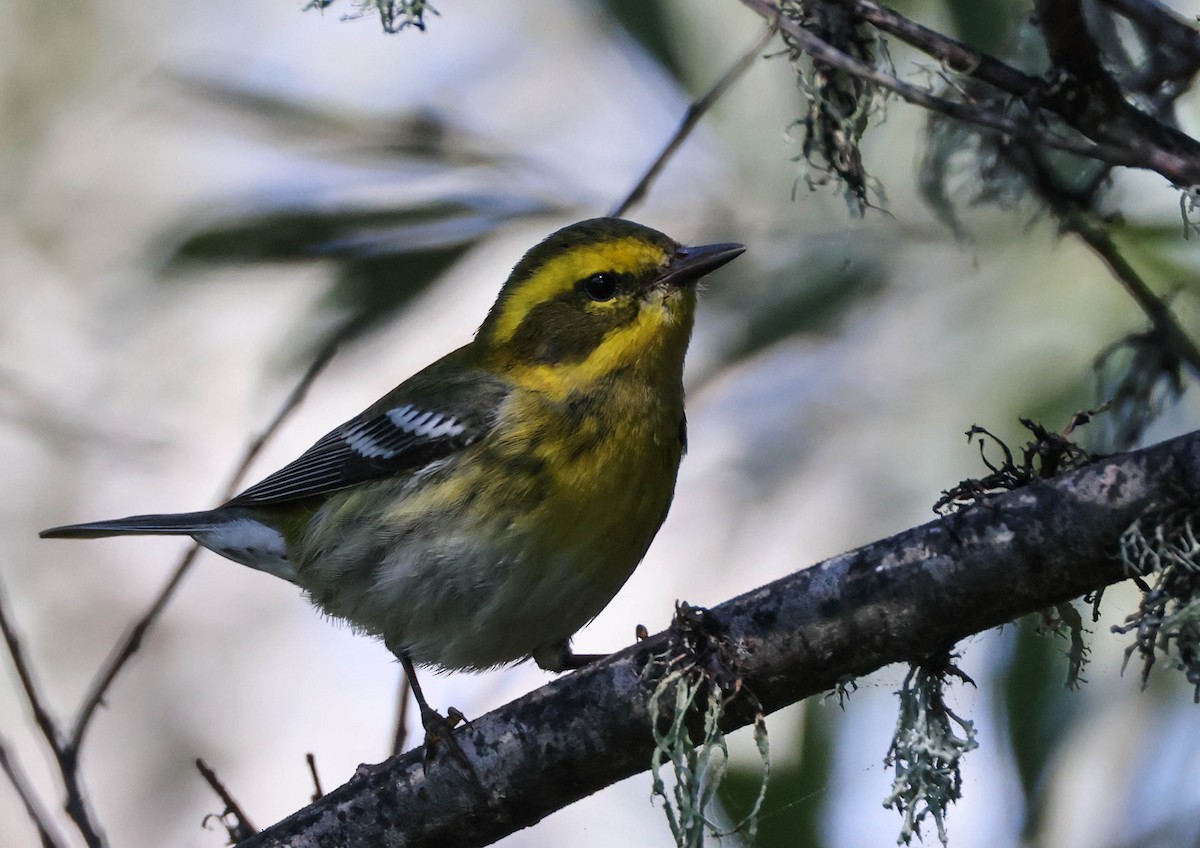 Townsend's Warbler - ML608885915