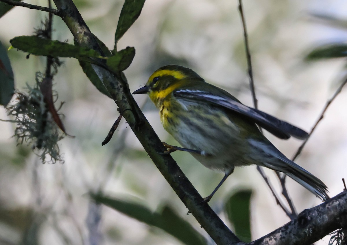 Townsend's Warbler - ML608885916
