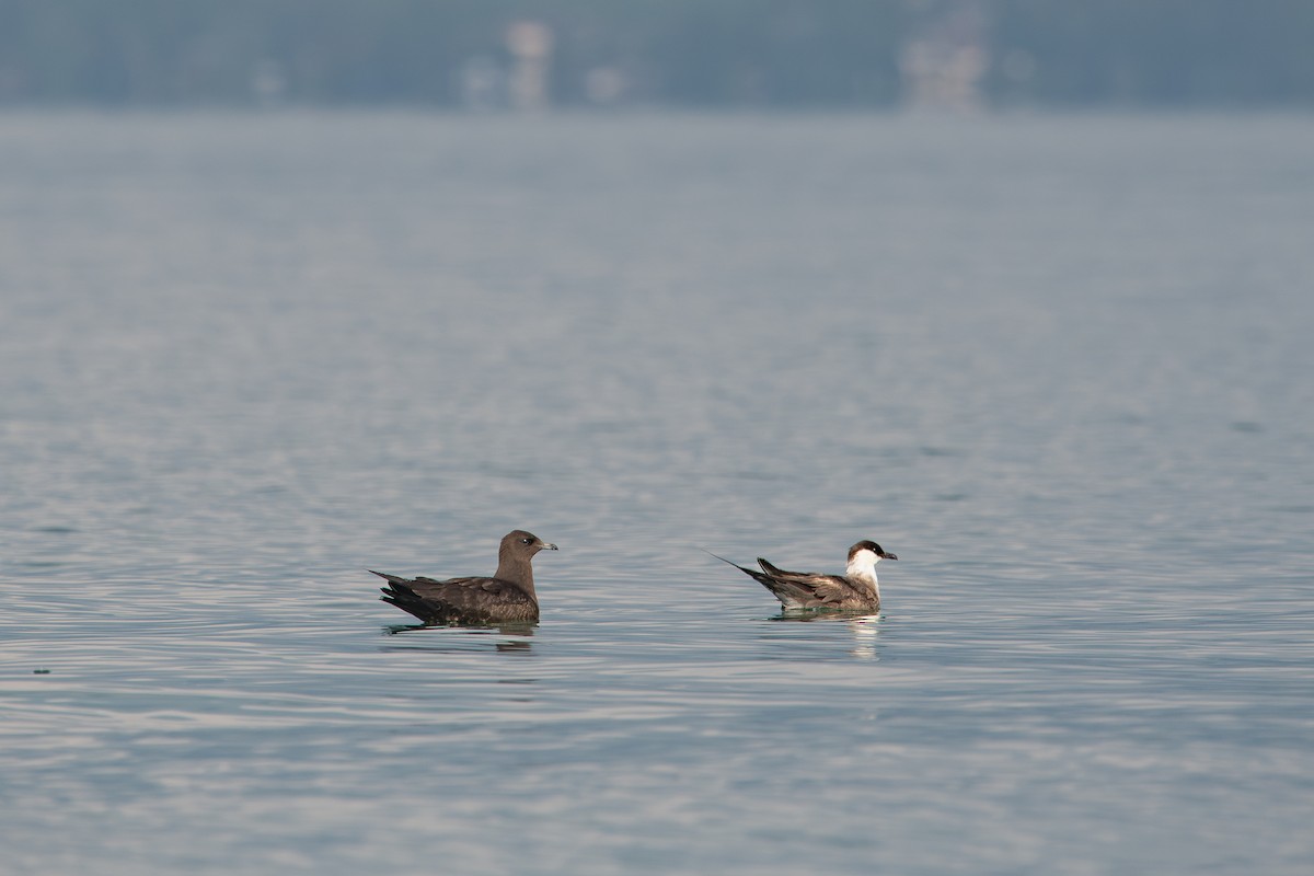 Long-tailed Jaeger - ML608885932