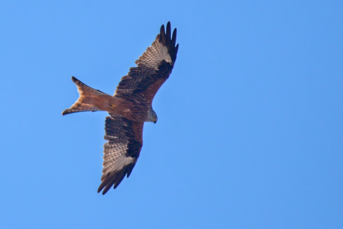 Red Kite - František Straka