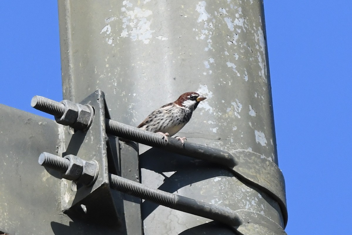 Moineau espagnol - ML608886021