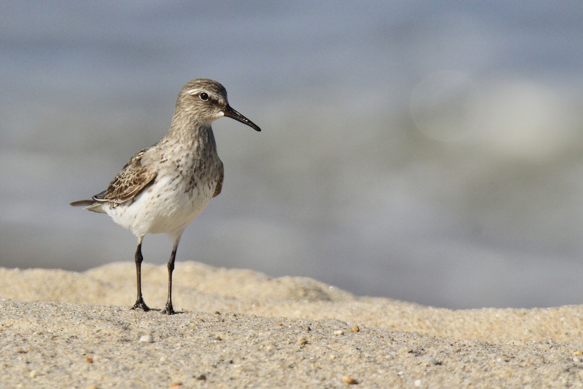 Weißbürzel-Strandläufer - ML608886022