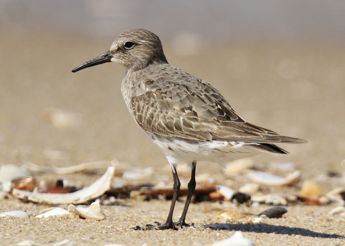 Weißbürzel-Strandläufer - ML608886023