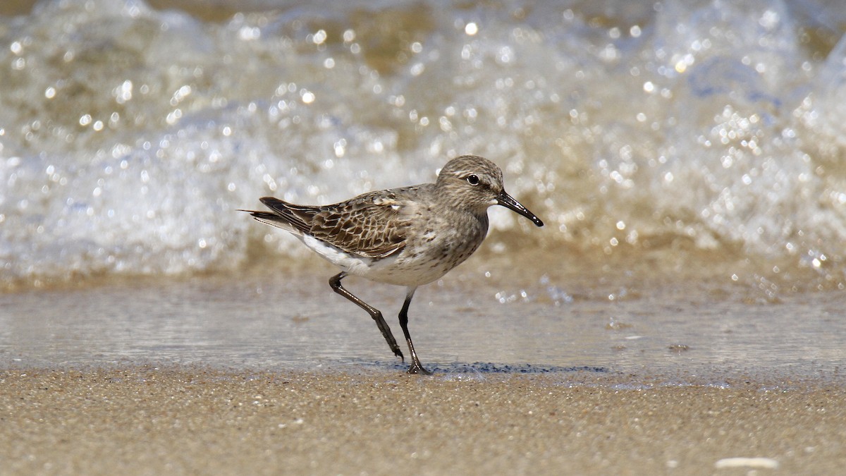 Weißbürzel-Strandläufer - ML608886024