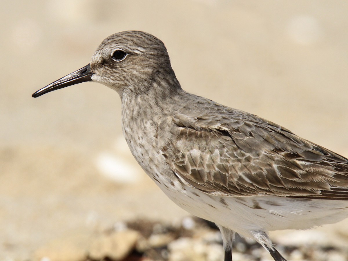 Weißbürzel-Strandläufer - ML608886025