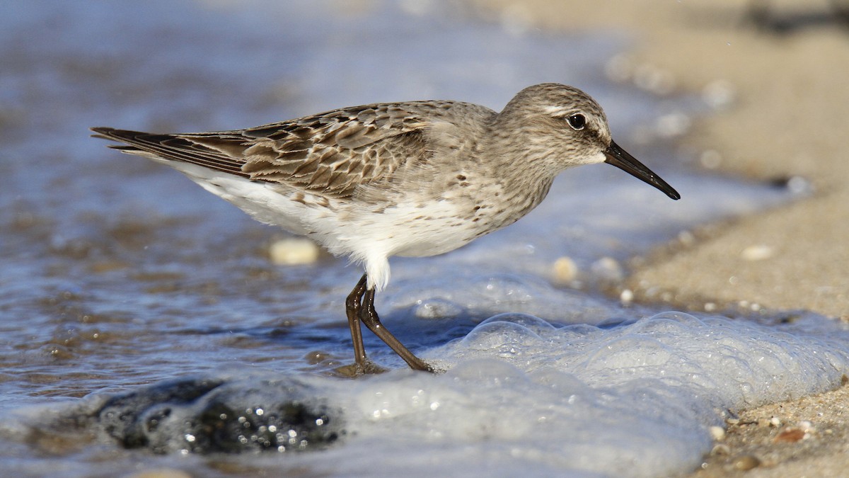 Weißbürzel-Strandläufer - ML608886026