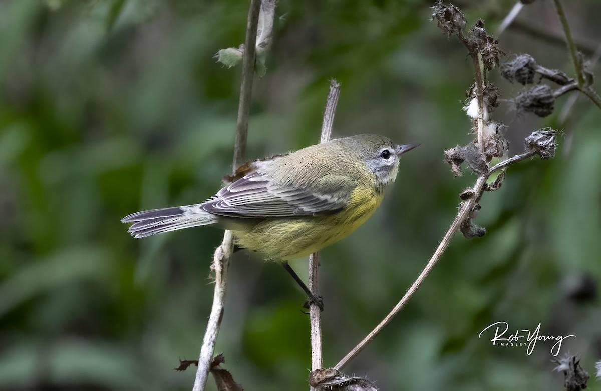 Prairie Warbler - ML608886053