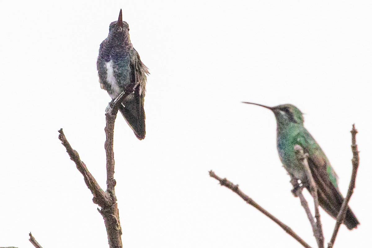 Sapphire-spangled Emerald - Sue Wright