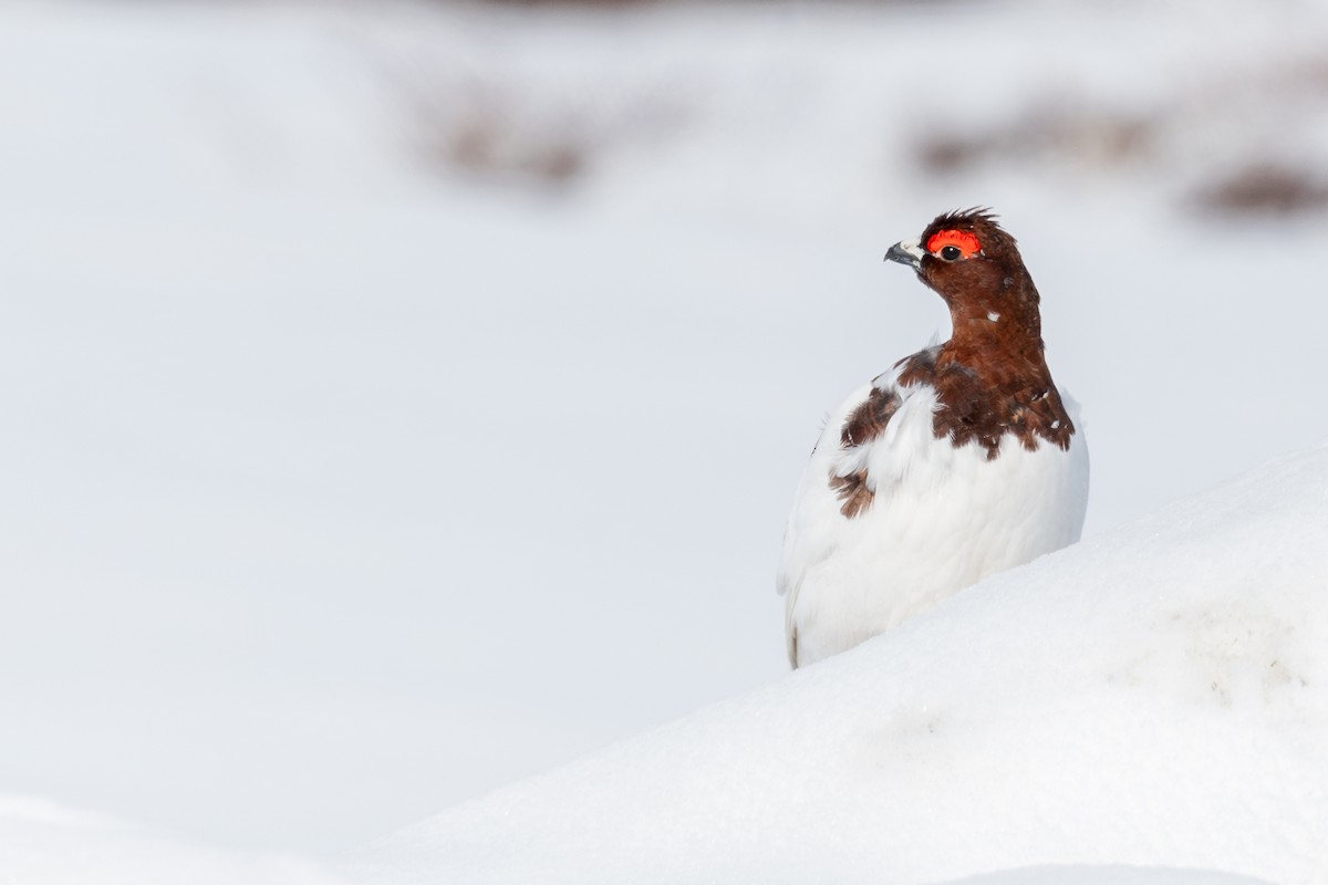 Willow Ptarmigan (Willow) - ML608886136