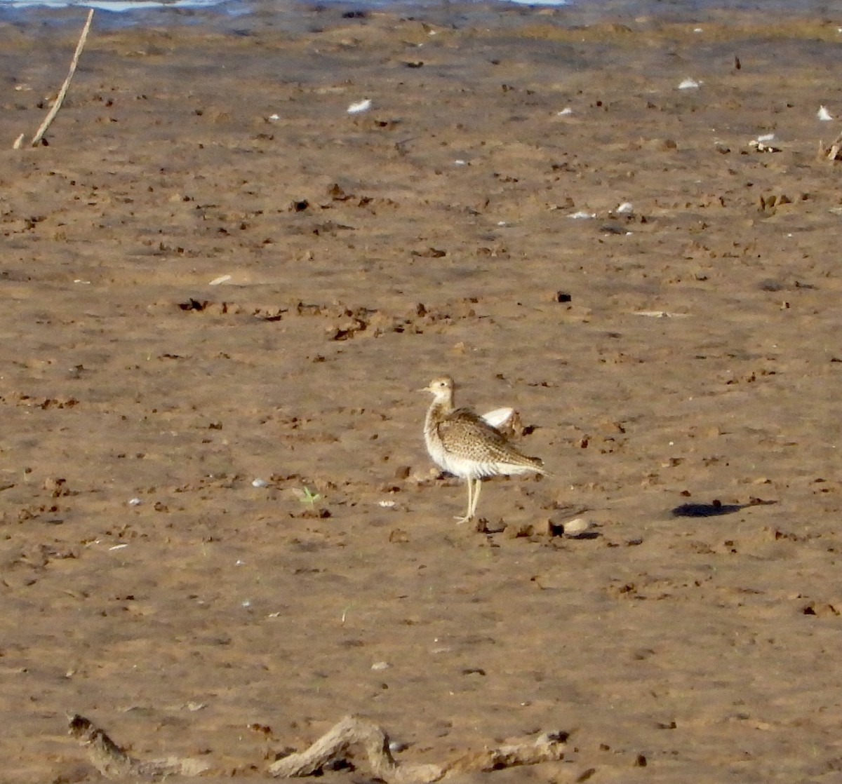 Upland Sandpiper - ML608886185