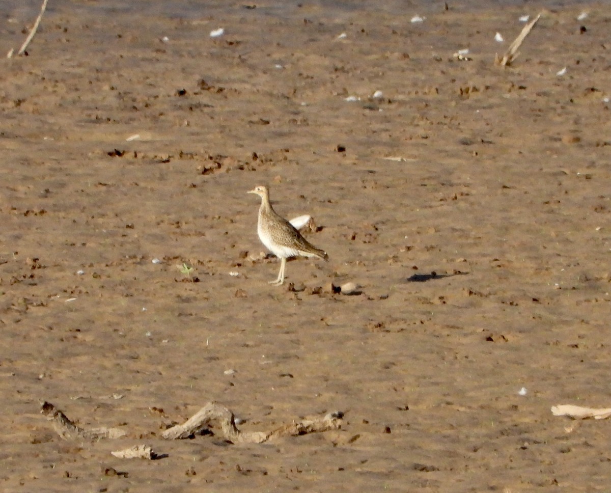 Upland Sandpiper - Kay Zagst