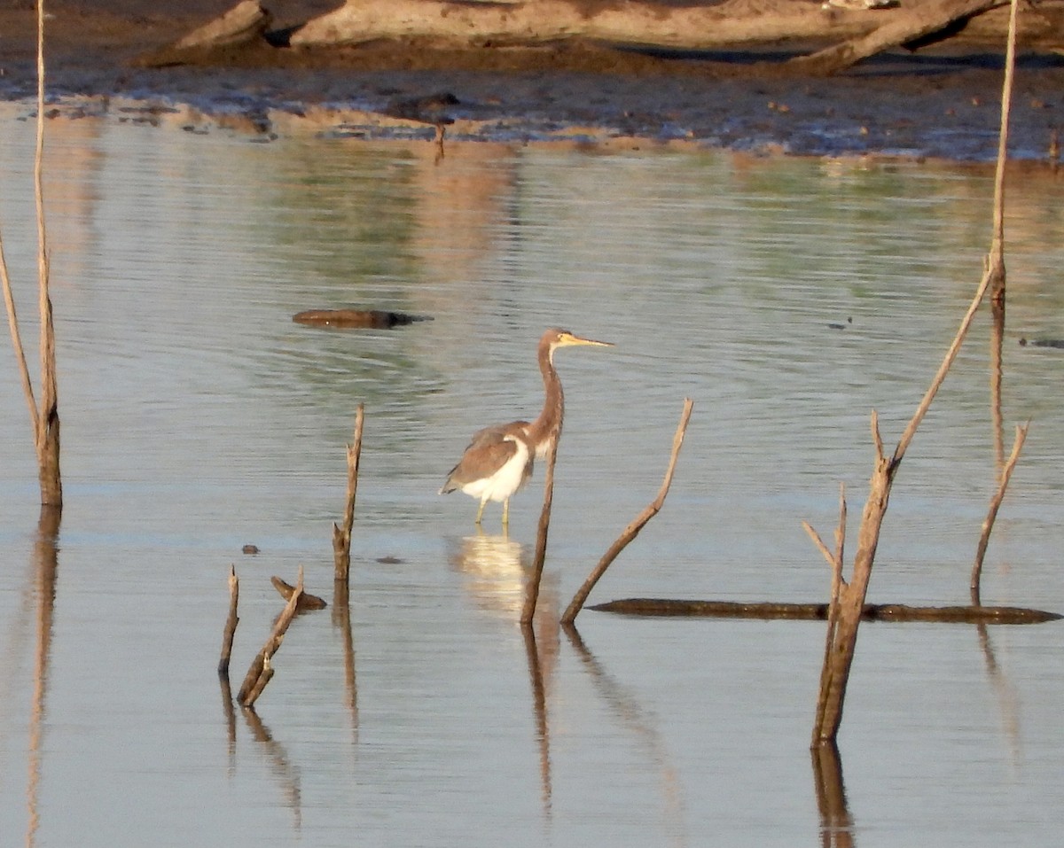 Tricolored Heron - ML608886215