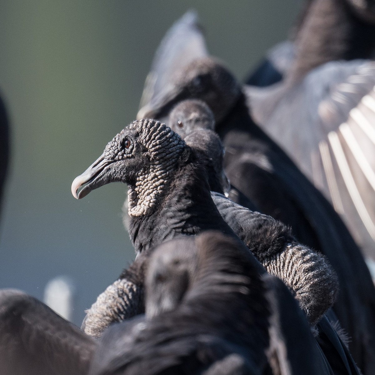 Black Vulture - ML608886217