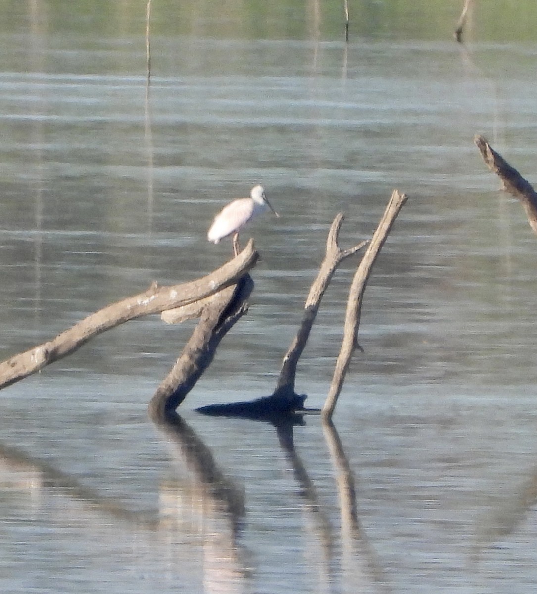 Roseate Spoonbill - ML608886229