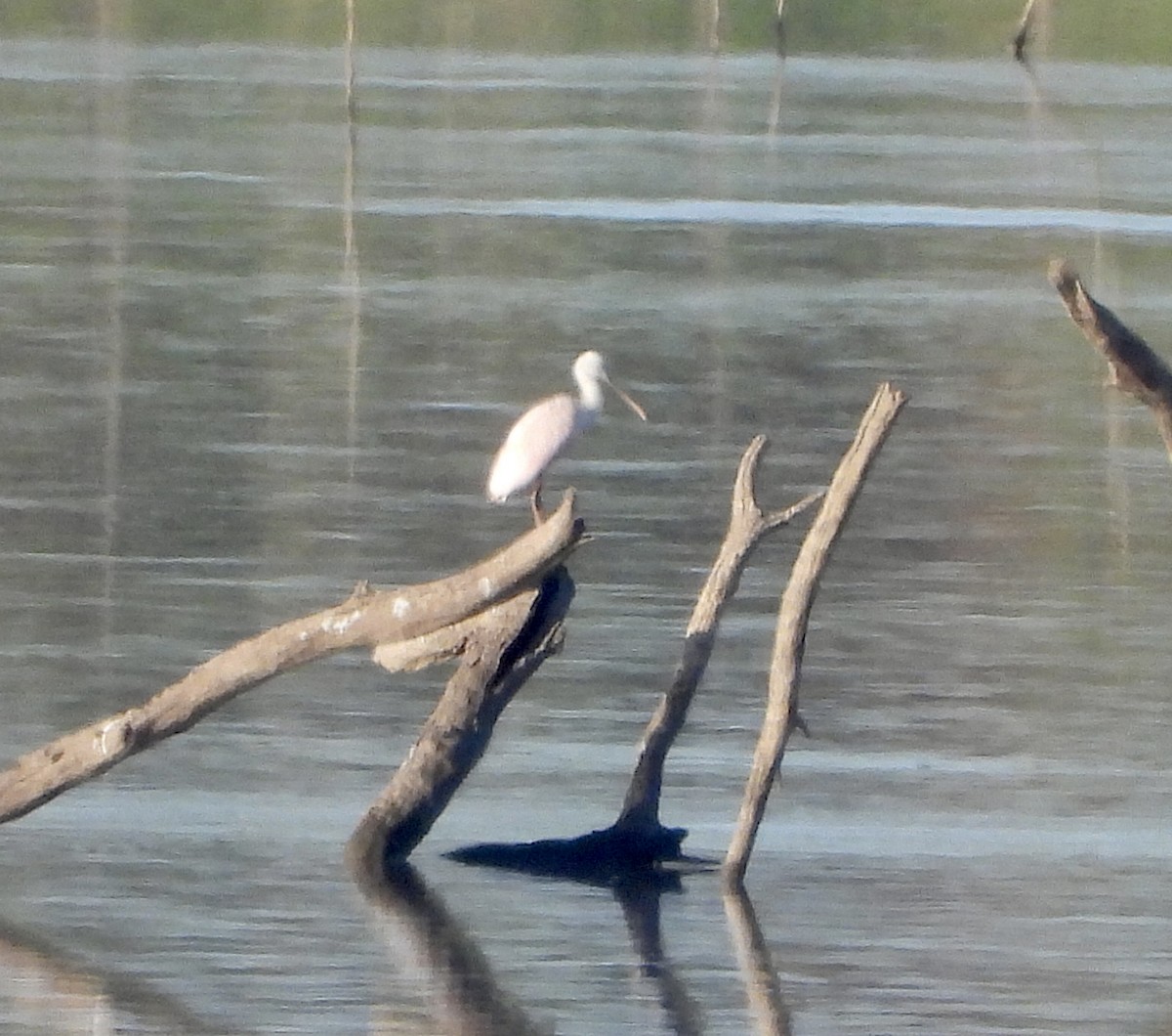 Roseate Spoonbill - ML608886230