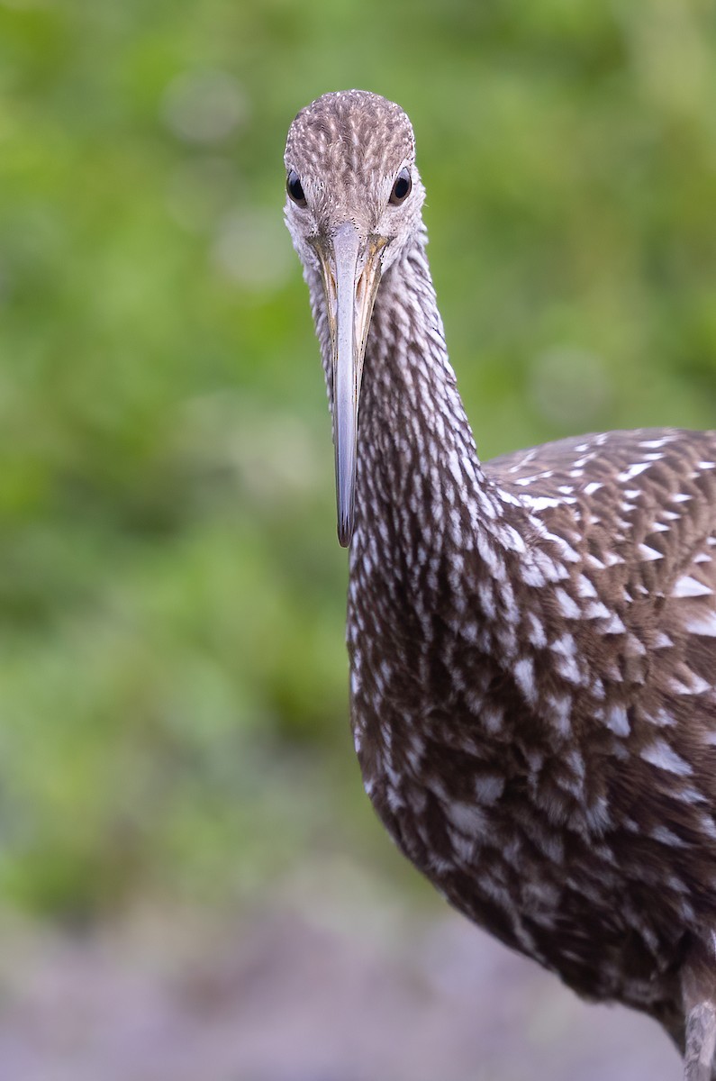 kurlan chřástalovitý - ML608886242