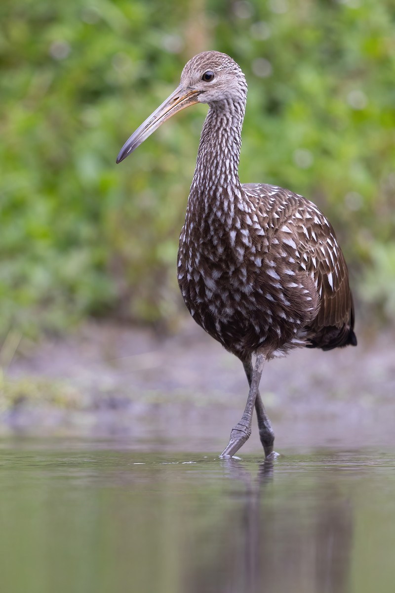 Limpkin - Matt Misewicz