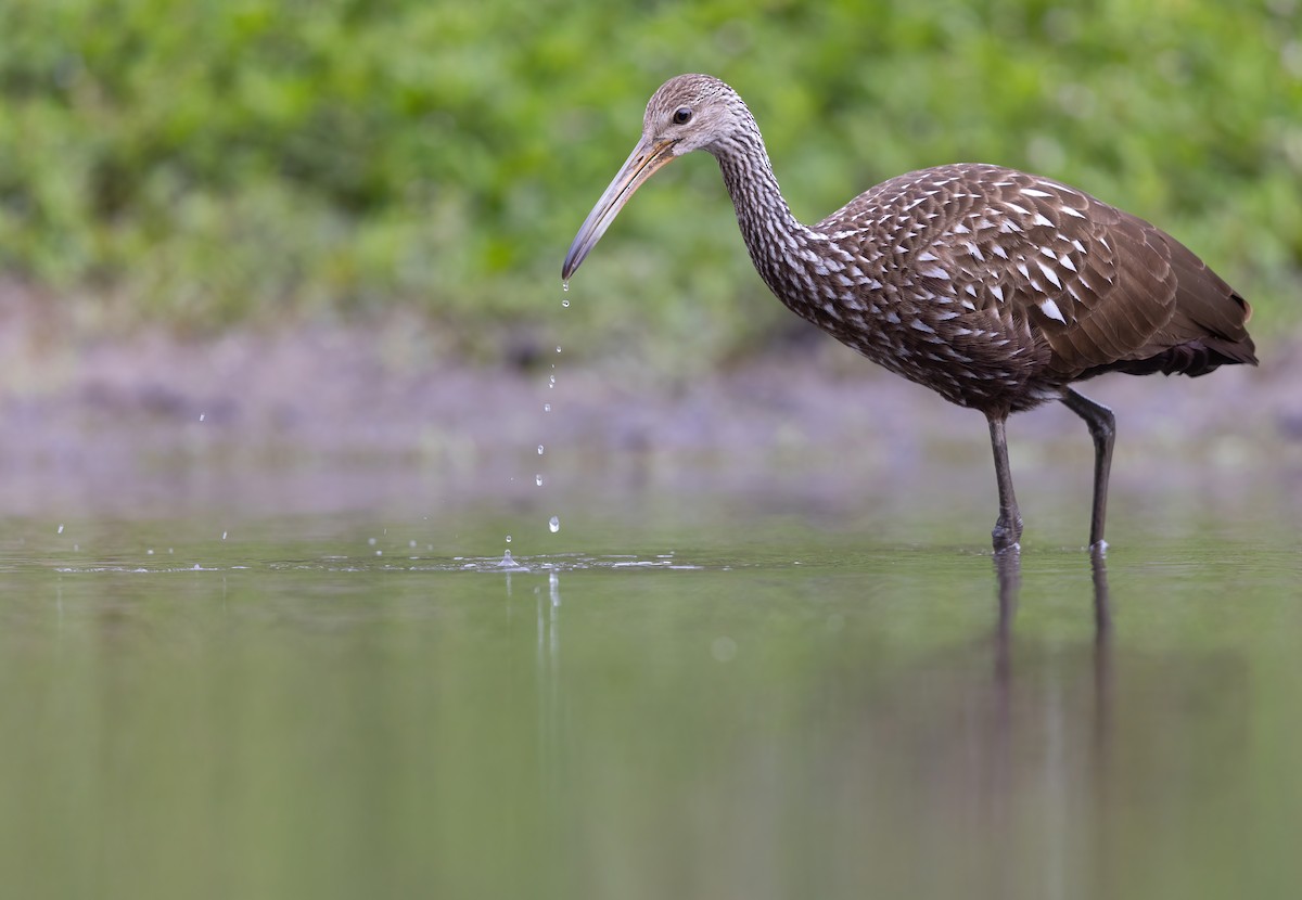 Limpkin - ML608886244