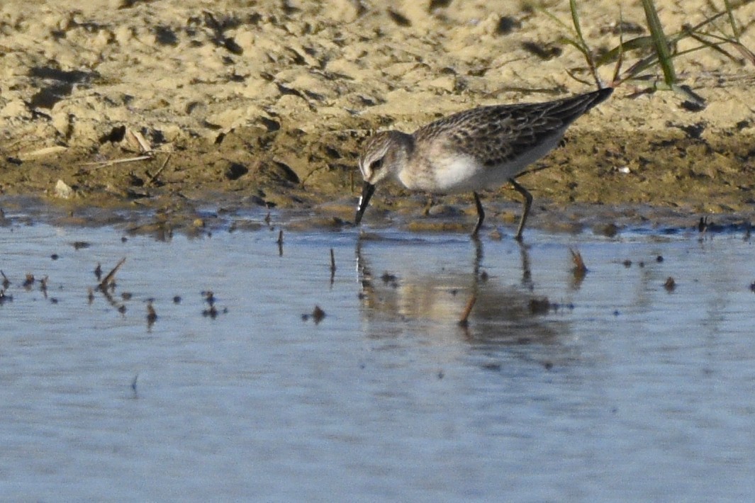 Semipalmated Sandpiper - ML608886253