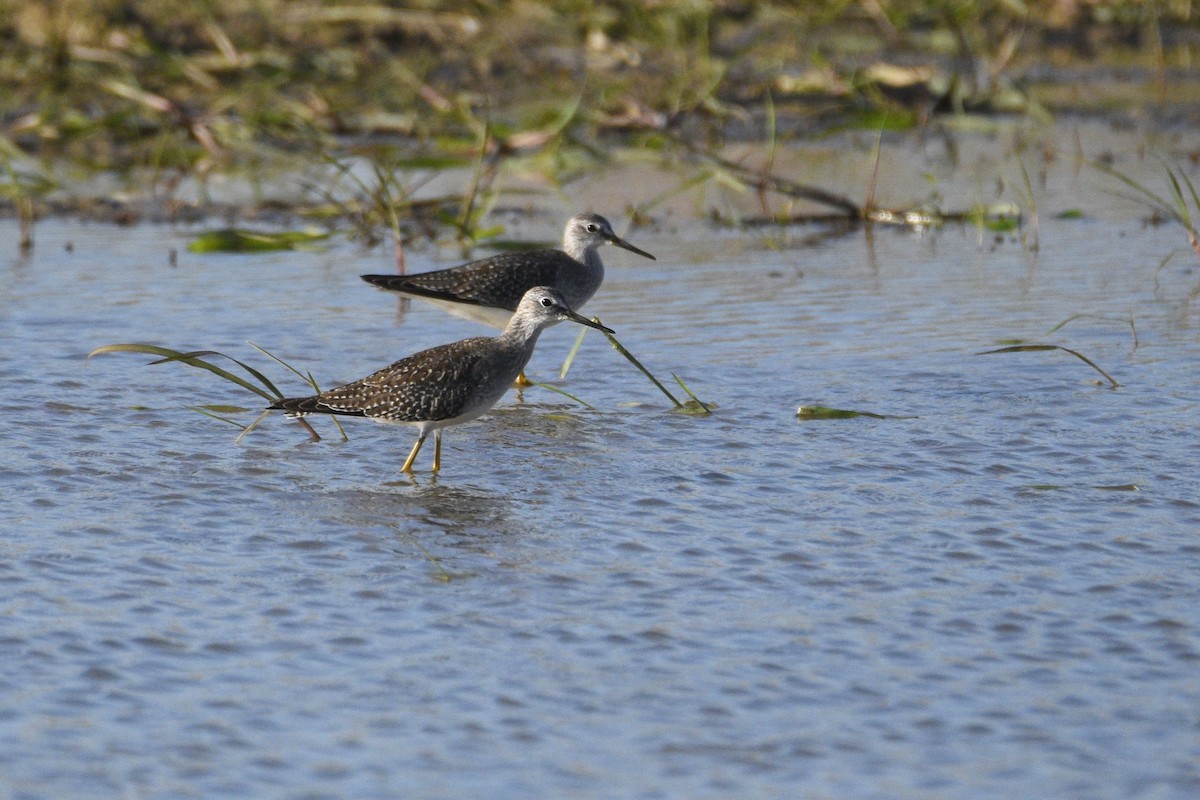 Lesser Yellowlegs - ML608886256