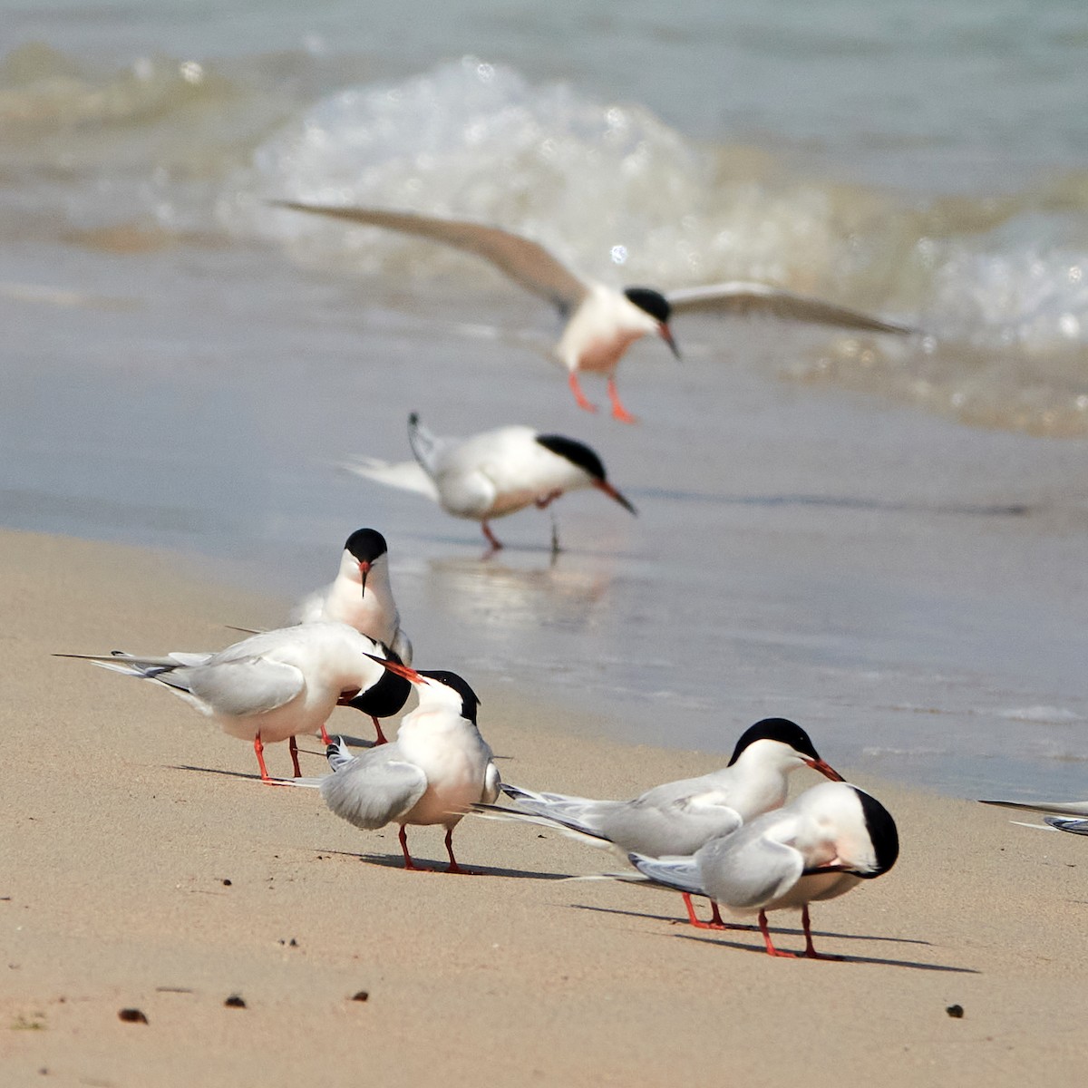 Roseate Tern - Wendy Chao