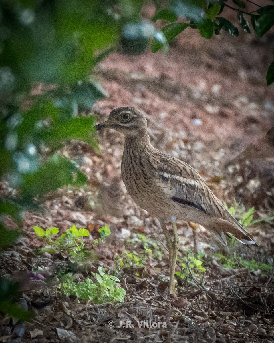 Eurasian Thick-knee - ML608886436