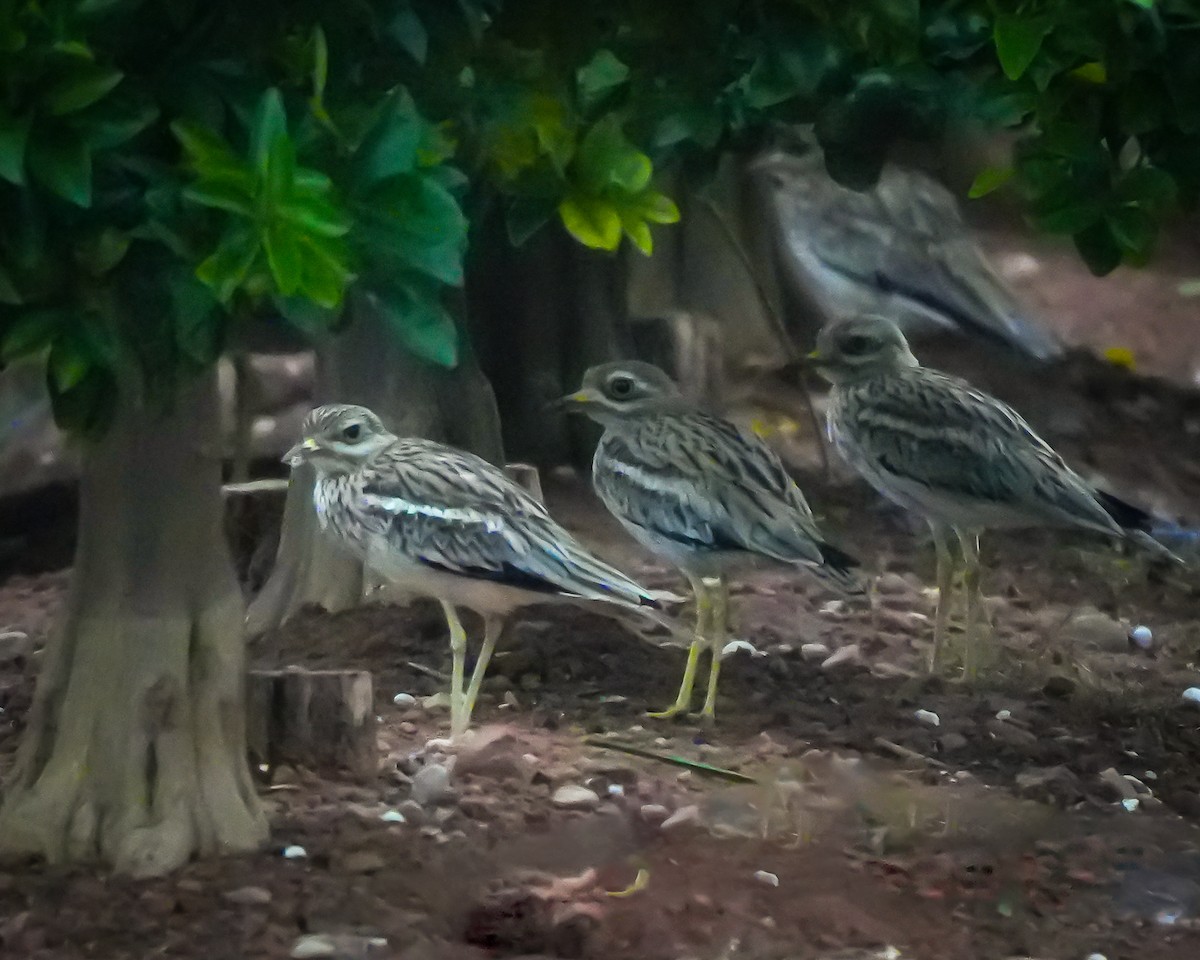 Eurasian Thick-knee - ML608886437