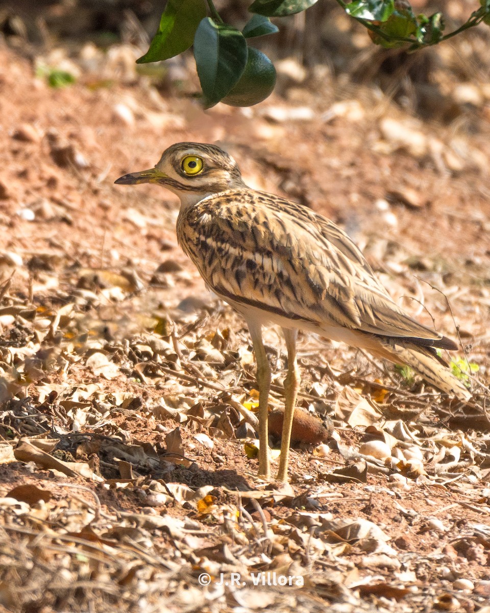 Eurasian Thick-knee - ML608886438