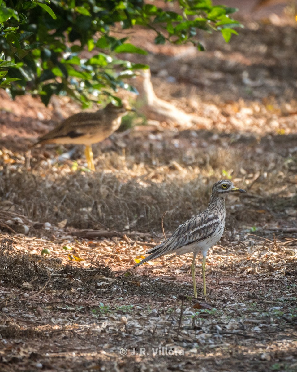 Eurasian Thick-knee - ML608886439