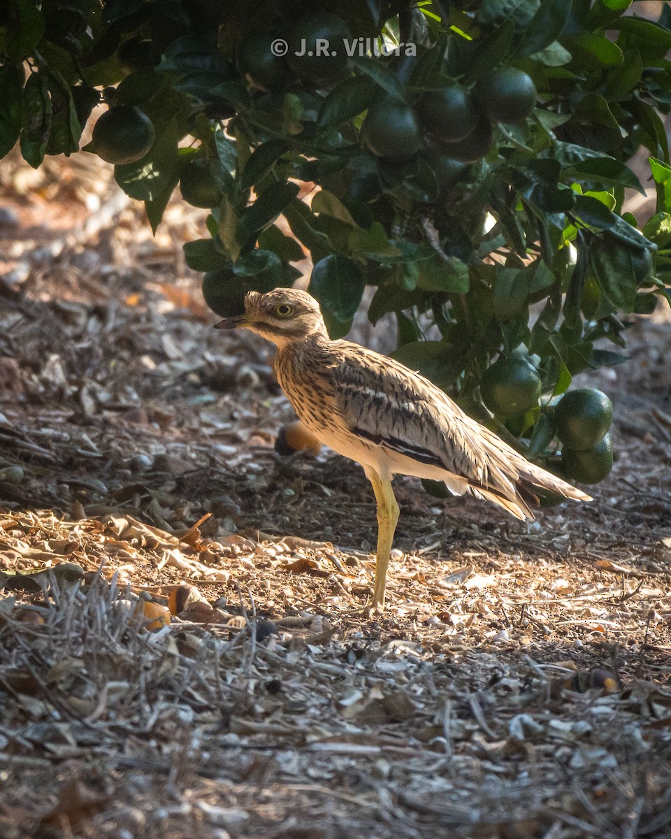 Eurasian Thick-knee - ML608886440