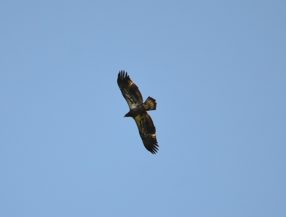 Weißkopf-Seeadler - ML608886441