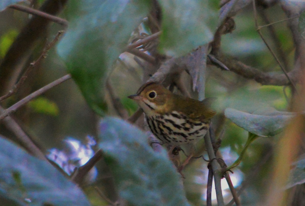 Ovenbird - Sherry Burnett