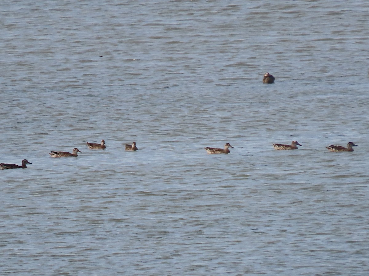 Garganey - ML608886459
