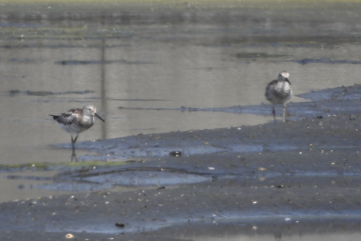 Great Knot - ML608886530